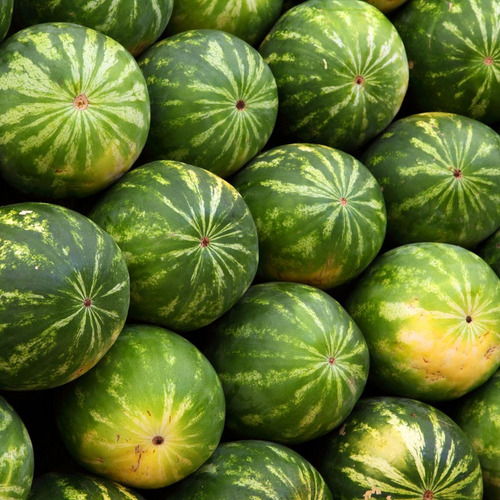 Imagen 1 de 1 de Semillas De Sandia Para Huerta En Casa