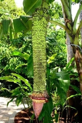 Promoção Kit 10 Mudas Banana Exóticas Com Frete Grátis