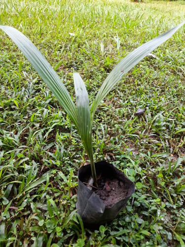Imagen 3 de 3 de Palma Areca Roja ( Cyrtostachys Renda )