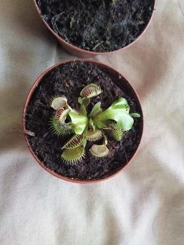 Venus Atrapamoscas Dionaea Muscipula Grande Planta Carnivora