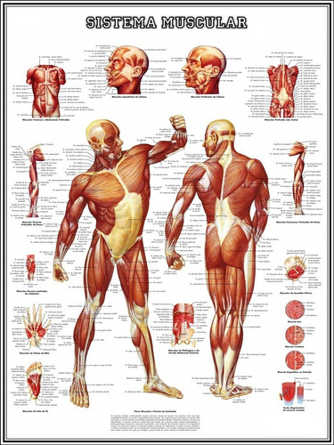 2 Poster Mapa Sistema Muscular + Sistema Esquelético