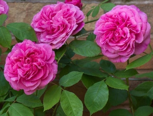 Planta Rosal Rosa Inglesa Gertrude Jekyll