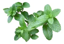 Comprar Aceite Esencial De Menta 15ml Ó Eucalipto Ó Lavanda Ó Romero
