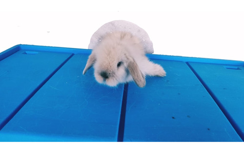 Lindisimos Conejos Para Mascota Mini Lop (belier) Más Comida