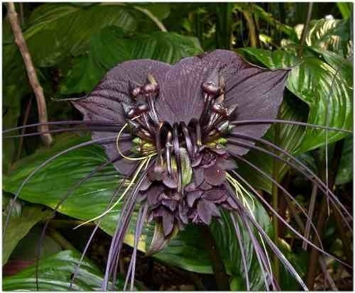 Sementes Orquidea Negra Tacca Chantrieri Flor Morcego | MercadoLivre