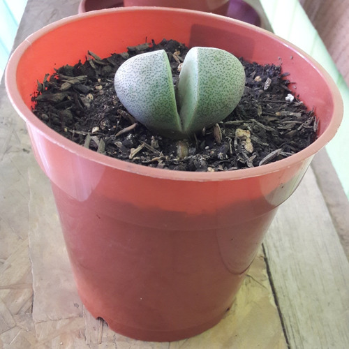Cactus Piedra Lapidaría Margaratae Lithops 11cm Maseta Plást