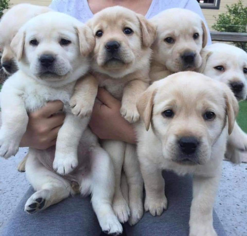 Cachorros Labrador