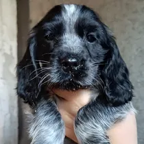 Comprar Último Cocker Spaniel Macho