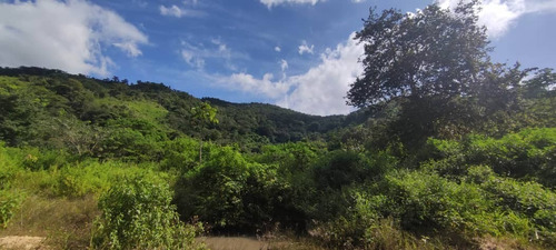 Imagen 4 de 12 de Finca En Venta Mina De Arena El Cambur. Estado Carabobo