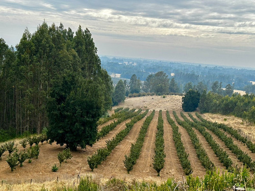 Excelente Campo De 160 Has / Cuarta Faja Gorbea