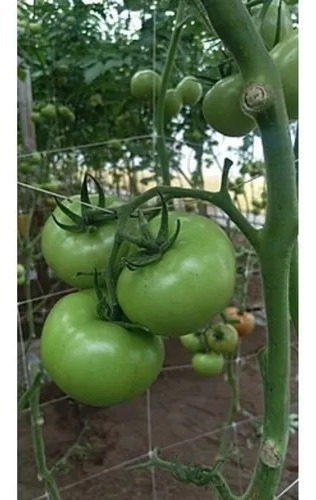 Malla Espaldera Tutora Pepinera Tomatera Hortalizas 1.5x70m