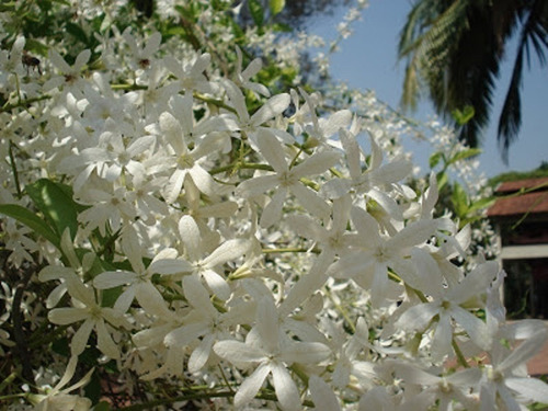 10 Sementes Da Flor De São Miguel Branca + Substrato.
