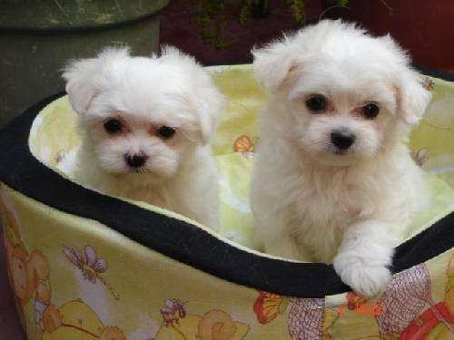 Cachorros Maltes Machos Inscritos