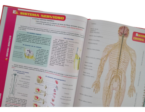 Guía Visual Del Cuerpo Humano