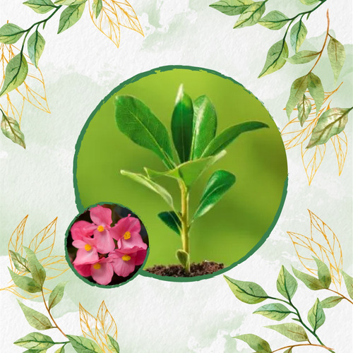 Fertilizante Para La Germinación De Flor Begonia Pichón 