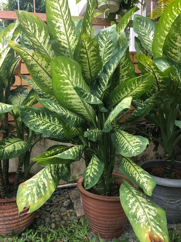 Dieffembachia Tropic M19