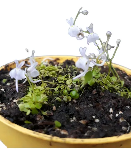 Combo Utricularia X3 Planta Carnívora Hacemos Envios Exotica