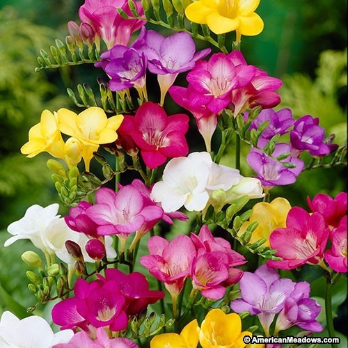 Imagen 1 de 1 de Bulbos De Fresias (x10 Dobles) O (x15 Simples) Imp. Holanda