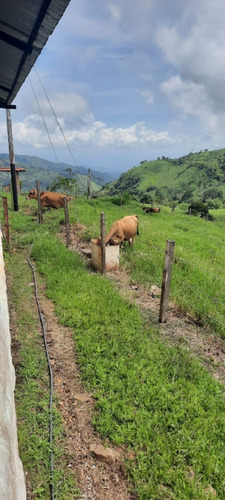 Imagen 23 de 27 de Finca En Venta Chiguará