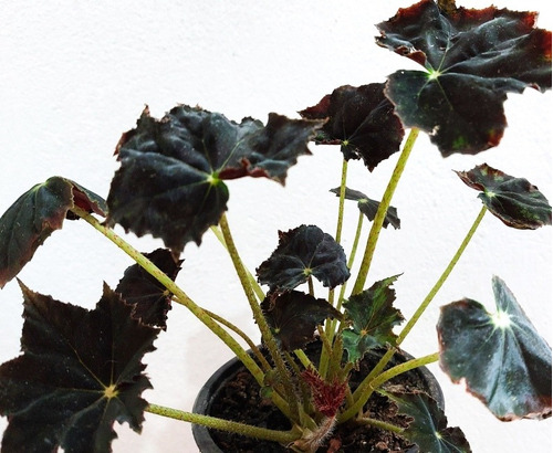 Muda De Begonia Bowerae Negra - Black Velvet | Parcelamento sem juros