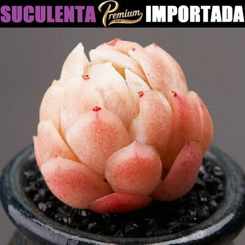 Suculenta Echeveria Elegans Raspberry Ice Com 3cm A 10cm