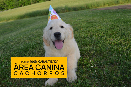 Cachorros Golden Envio Gratis A Caba Y Gba