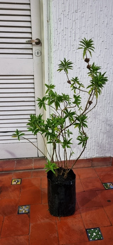 Planta Leontis Leonurus -cola De Leon-