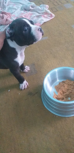 Imagem 2 de 3 de Filhote Pit Bull