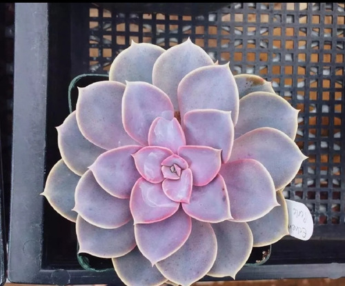 Muda Suculentas Echeverria Perle Rose Pt11