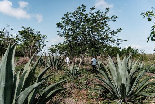 Kantunil Rancho De 48 Hectareas  En Venta En Yucatan
