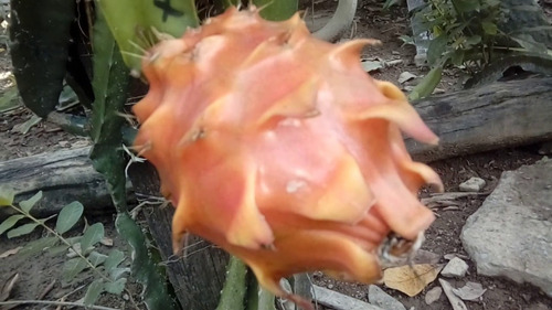 Muda Pitaia Pitaya Imperial Espanhola- Legítima E Rara