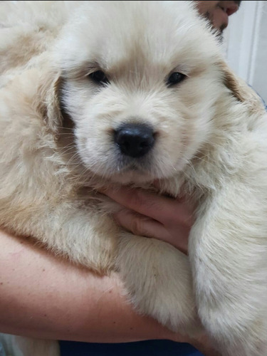 Lindos  Filhotes De  Golden Retrievers Excelente Porte. 