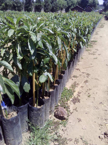 Imagen 3 de 3 de Planta De Aguacate (hass-mendez) A Partir De 1 Tarima