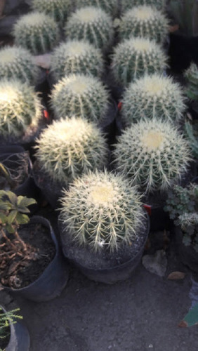 Cactus Grusoni