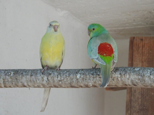 Aves De Calidad - Periquitos Australianos Red Rumped.-