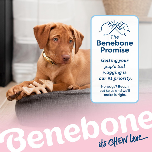 Juguete Masticable Para Perros Benebone Puppy Fishbone, Más