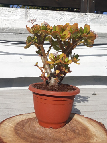 Arbol De Jade, Estilo Bonsai. Para La Suerte