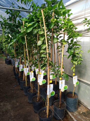 Imagen 3 de 10 de Arbol De Lima Tahiti Grande Adulto 5 Años -