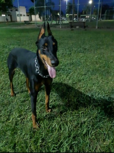 Imagem 1 de 3 de Filhotes De Doberman
