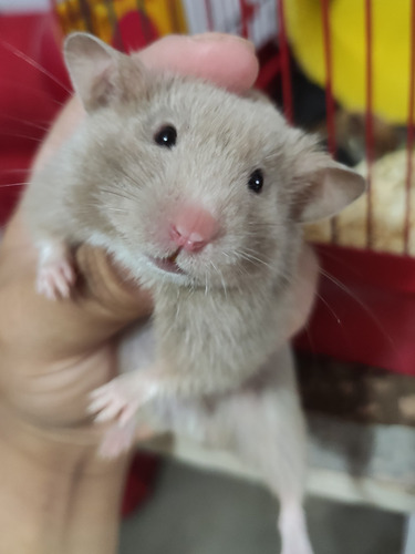 Imagem 6 de 11 de Hamster Sírio