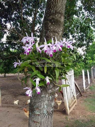 Imagem 18 de 27 de Chácara Estilo Sítio No Campos De Boituva Em Boituva. Pomar, Piscina, Churrasqueira. - Ch00582 - 69435662