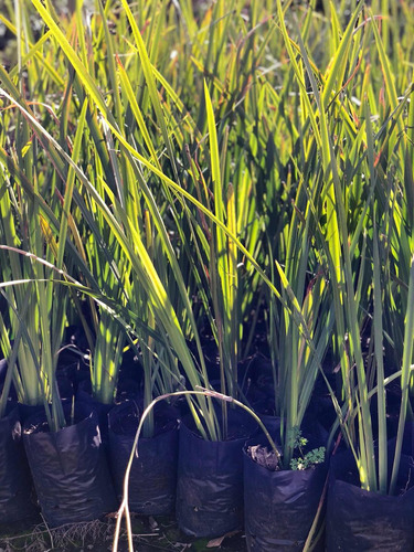Plantas De Dietes Bicolor Vivero Mayorista Oferta Zona Oeste