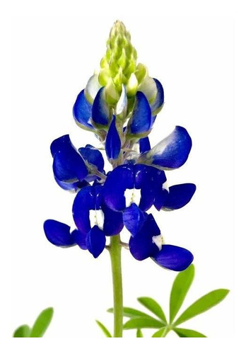 Texas Bluebonnet Semillas De Flores, 25 Semillas De Reliquia