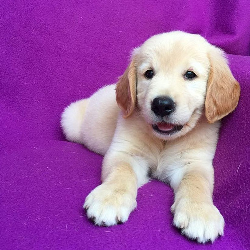 Imagen 2 de 2 de Perros Golden Retriever Cachorros
