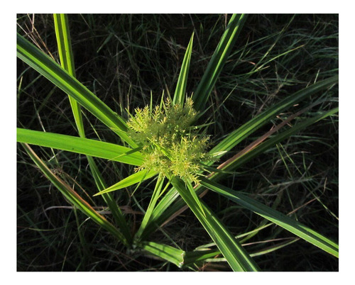 1000 Semillas De Chufa - Cyperus Esculentus O Juncia
