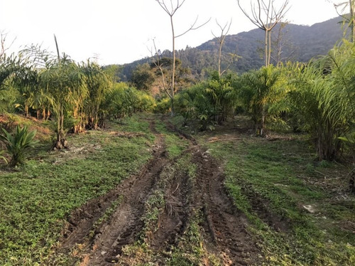 Imagem 26 de 29 de Fazenda À Venda, 3509000 M² Por R$ 2.000.000 - Centro - Pariquera-açu/sp - Fa0216