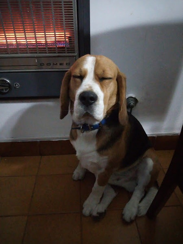 Imagen 5 de 5 de Pensionado Canino - 16 Años De Experiencia