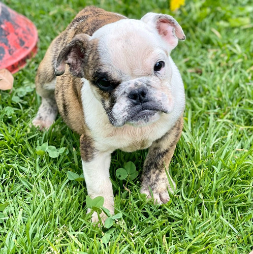 Imagen 1 de 7 de Cachorras Bulldog Inglés Puras Solo Hembras