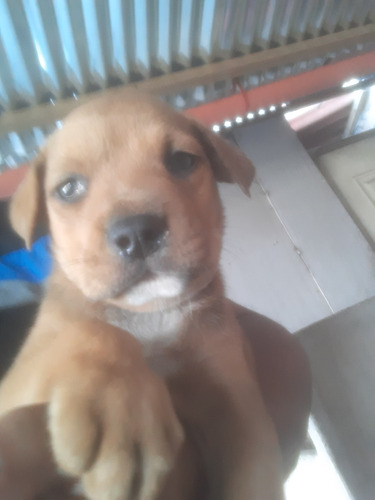 Pitbull Labrador.9j8f3s5g4b5d3w5g8j