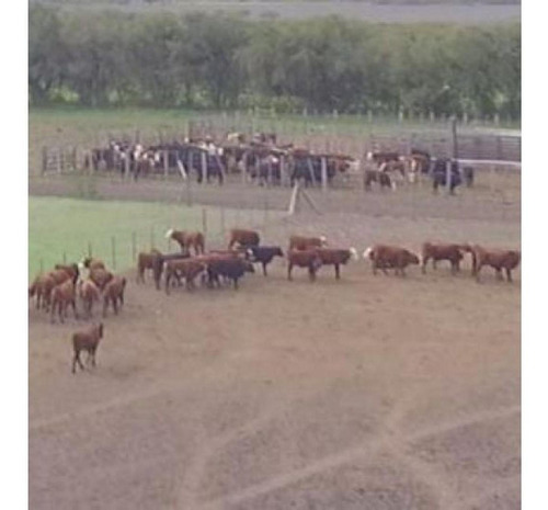 Imagen 3 de 14 de Campo En Venta En Nogoyá Entre Rios